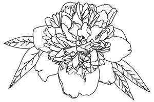 chrysanthemum drawn in black on a white background can be used for cards, March 8, Valentine, tattoo, clothing printing, coloring vector