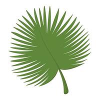 Tropical palm leaves. Doodle flat clipart. All objects are repainted. vector