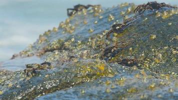 Crabs on the rock at the beach, rolling waves, close up video