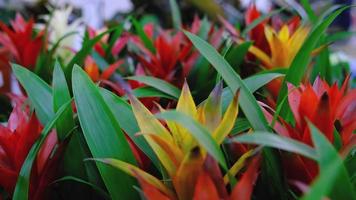 The assortment of succulent home plants Bromelia pinguin on the shelf of the flower shop. Exotic drought-resistant plant with a red core of potted video