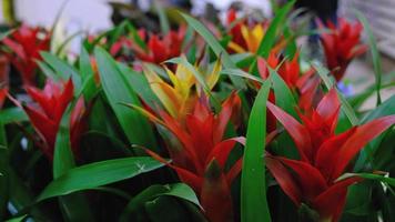 The assortment of succulent home plants Bromelia pinguin on the shelf of the flower shop. Exotic drought-resistant plant with a red core of potted video