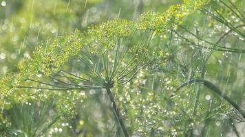 regndroppar på blomställningen av dill, slow motion video