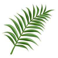 3d realistic vector palm branch, isolated on white background.