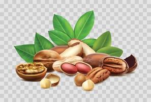 3d realistic vector icon. Different nuts, hazelnut, macadamia, brazilian nut. Shelled, unshelled, leaves. Isolated.