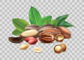 3d realistic vector icon. Different nut types collection. Shelled, unshelled, leaves. Isolated.