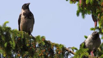 los pájaros cuervos se sientan en una rama de un árbol conífero. pájaros en la naturaleza