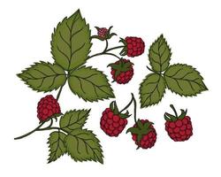 Set of raspberry leaves and berries vector