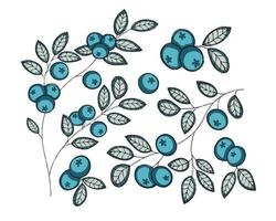 Set with sprigs and blueberries vector