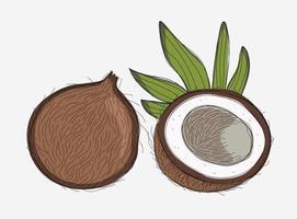 Drawing of coconut with half and leaves vector