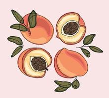 Set with delicate peaches and apricots vector