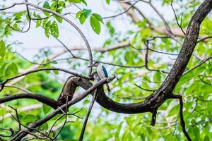 Collared Kingfisher, one the common kingfisher in Thailand photo