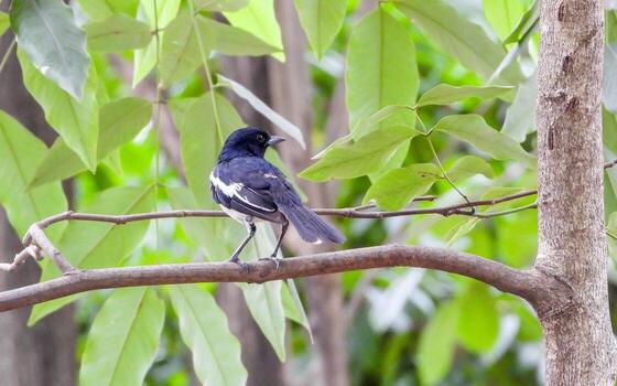 Petirrojo urraca oriental posado en una rama foto