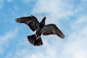 pigeon flying in the blue sky photo