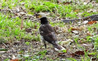 asian pied starling with mealworm in its beak photo