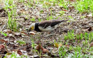 asian pied starling find food in the garden photo