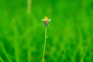 flor de hierba en el fondo de la naturaleza foto