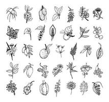 African Plants Illustrations in Art Ink Style vector