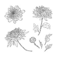 Set of hand drawn black color chrysanthemums. Autumn flowers in line art style. Flowers, bud and leaves vector