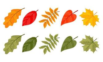 set of autumn leaves. Yellow, red and green. Isolated objects on white background. Vector illustration. Cartoon style. Design for stickers, logo, web and mobile app.