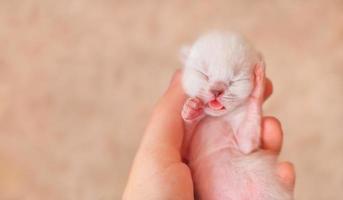 Small newborn cat sleeping photo