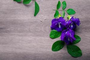 Fresh butterfly pea flower on the gray background. Beverage concept. Flat Lay, Top View photo