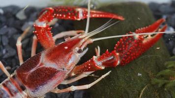 Crayfish Cherax destructor Animal economic Popular Party.The animals are invaluable if a species is rare. video