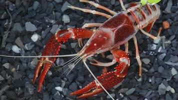 Crayfish Cherax destructor Animal economic Popular Party.The animals are invaluable if a species is rare. video