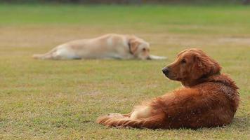 Portrait of a dog golden retriever play outdoors on a sunny day. video