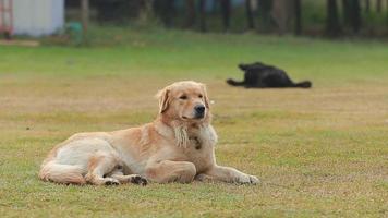 retrato de um cão golden retriever jogar ao ar livre em um dia ensolarado. video