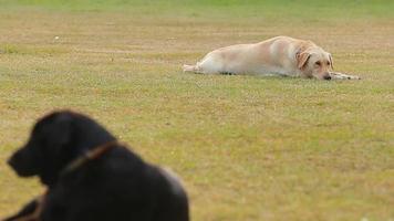 retrato de um cão golden retriever jogar ao ar livre em um dia ensolarado.