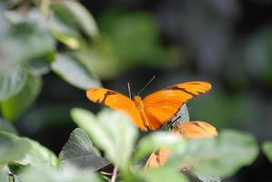 Stunning view of a orange Julia Butterfly photo