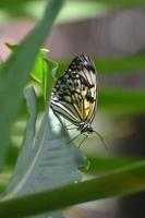 Rice Paper Butterfly on the Stem of a Plant photo