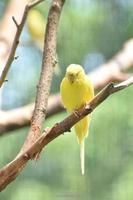 precioso periquito amarillo en la naturaleza foto