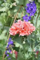 Poppies and Delphinium in a Flower Garden photo