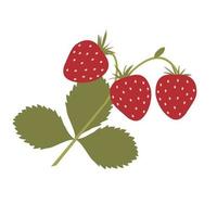 A sprig of strawberries with leaves. vector