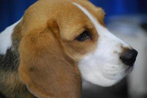 cara de un perro beagle foto