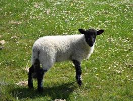 Young Suffolk Lamb Standing in a Meadow in England photo