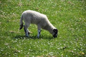 Grazing Beulah Speckled Face Lamb in a Field of Flowers photo