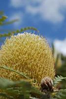 Amazing Golden Yellow Protea Flower in the Tropics photo