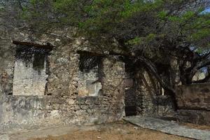 Tree Growing Through the Remains of Balashi Gold Mill photo