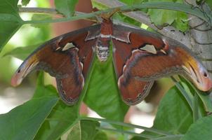 Gorgeous Shades of Orange on this Atlas Moth photo