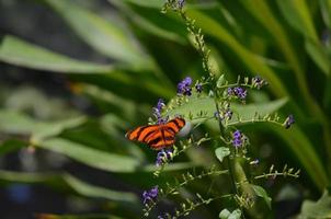 Scenic View of an Orange Oak Tiger Butterfly photo