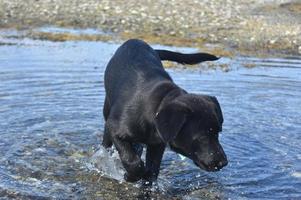 Black Lab Puppy Wading in Shallow Ocean Waters photo
