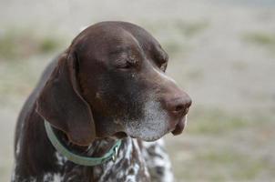 Eyes Closed on a German Shorthaired Pointer photo