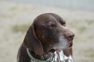 Adorable Brown and White German Shorthaired Pointer photo