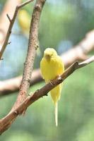 precioso periquito periquito amarillo en la naturaleza foto