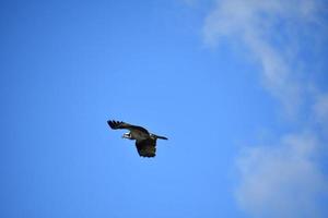 Flying Bird of Prey Through Light Clouds photo