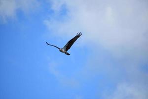 águila pescadora en vuelo con nubes ligeras en el cielo foto