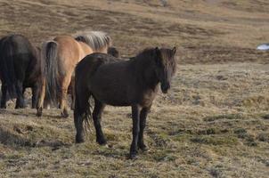 Icelandic Horse on a Iceland Farm photo