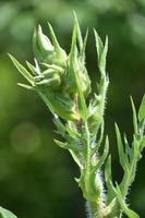 Budding Sunflower Plant that Has Not Yet Bloomed photo